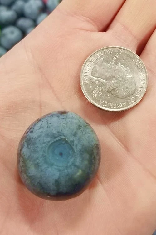 Titan Blueberry - 7 Gallon Pot 1 Titan Blueberry - 7 Gallon Pot