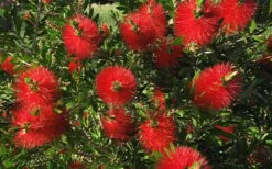 Scarlet Compacta Bottlebrush - Callistemon - 3 Gallon Pot -Garden Plants Bottlebrush Scarlet Compacta 2