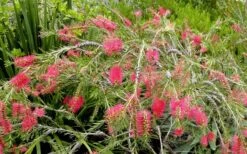 Semmes Cold Hardy Red Bottlebrush - Callistemon - 3 Gallon Pot -Garden Plants Bottlebrush Woodlanders Hardy Red 17