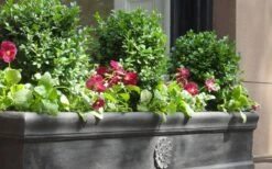 Dwarf English Boxwood - 2 Gallon Pot 9 Dwarf English Boxwood - 2 Gallon Pot -Garden Plants Boxwood Dwarf English 2