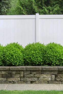 Dwarf English Boxwood - 1 Gallon Pot 8 Dwarf English Boxwood - 1 Gallon Pot -Garden Plants Boxwood Dwarf English 3 1