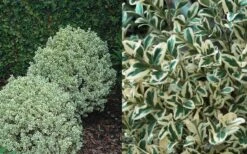 Dwarf Variegated Boxwood - 6 Pack Of 1 Gallon Pots -Garden Plants Boxwood Dwarf Variegated 50 1