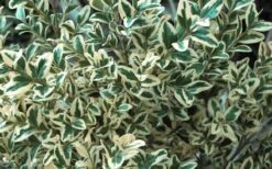 Dwarf Variegated Boxwood - 2 Gallon Pot -Garden Plants Boxwood Dwarf Variegated 51