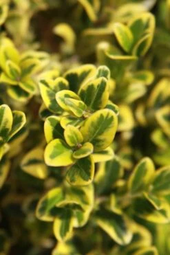 Golden Triumph Variegated Dwarf Boxwood - 3 Gallon Pot 11 Golden Triumph Variegated Dwarf Boxwood - 3 Gallon Pot -Garden Plants Boxwood Golden Triumph 3 1