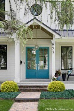 Golden Triumph Variegated Dwarf Boxwood - 6 Pack Of 1 Gallon Pots 10 Golden Triumph Variegated Dwarf Boxwood - 6 Pack Of 1 Gallon Pots -Garden Plants Boxwood Golden Triumph 7