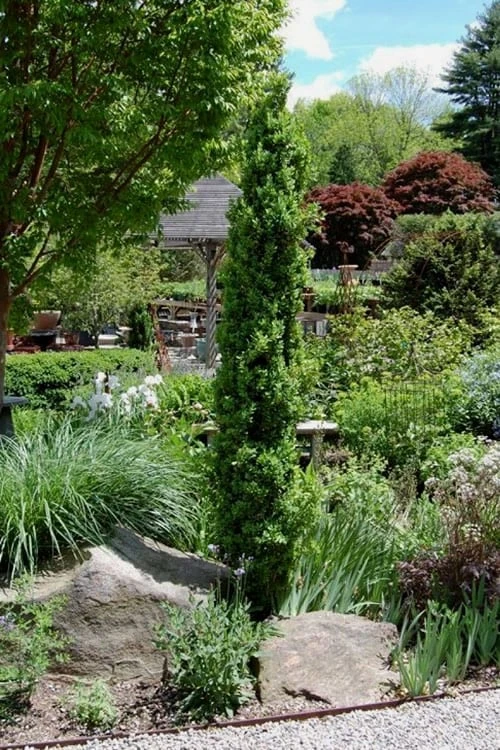 Graham Blandy Columnar Boxwood - 2 Gallon Pot 4 Graham Blandy Columnar Boxwood - 2 Gallon Pot - Image 4