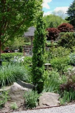 Graham Blandy Columnar Boxwood - 5 Gallon Pot 7 Graham Blandy Columnar Boxwood - 5 Gallon Pot -Garden Plants Boxwood Graham Blandy 2 3