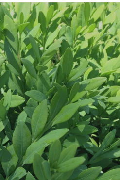 Green Mountain Boxwood - 5 Gallon Pot 12 Green Mountain Boxwood - 5 Gallon Pot -Garden Plants Boxwood Green Mountain 12