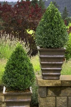 Green Mountain Boxwood - 6 Pack Of 2.5 Quart Pots -Garden Plants Boxwood Green Mountain 23 1
