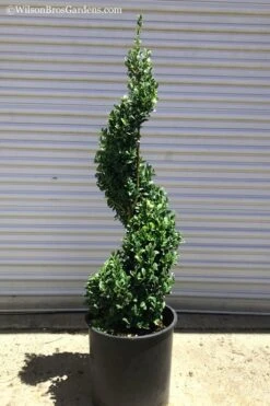 Green Mountain Boxwood Spiral Topiary - 5 Gallon Pot 7 Green Mountain Boxwood Spiral Topiary - 5 Gallon Pot -Garden Plants Boxwood Green Mountain Spiral 1