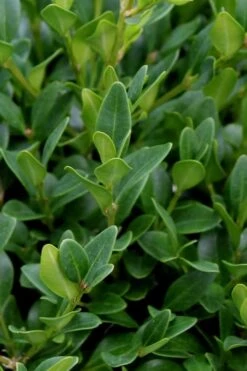 Green Velvet Boxwood - 6 Pack Of 1 Gallon Pots 11 Green Velvet Boxwood - 6 Pack Of 1 Gallon Pots -Garden Plants Boxwood Green Velvet 1 2