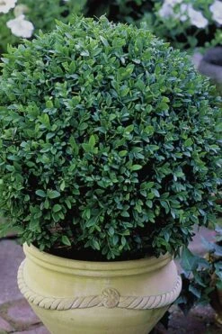Green Velvet Boxwood - 7 Gallon Pot 10 Green Velvet Boxwood - 7 Gallon Pot -Garden Plants Boxwood Green Velvet 3