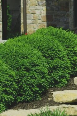 Green Velvet Boxwood - 6 Pack Of 1 Gallon Pots 9 Green Velvet Boxwood - 6 Pack Of 1 Gallon Pots -Garden Plants Boxwood Green Velvet 7 2