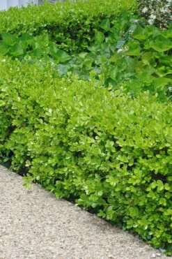 Japanese Boxwood - Buxus Microphylla - 6 Pack Of 1 Gallon Pots