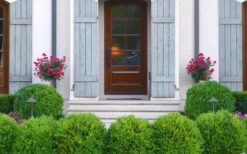 Japanese Boxwood - Buxus Microphylla - 6 Pack Of 1 Gallon Pots -Garden Plants Boxwood Japanese Entryway