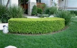 Japanese Boxwood (Buxus Microphylla) - 7 Gallon Pot -Garden Plants Boxwood Japanese Hedge 1