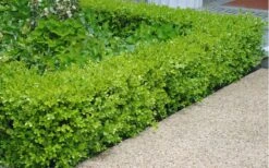 Japanese Boxwood (Buxus Microphylla) - 7 Gallon Pot -Garden Plants Boxwood Japanese Hedge 2 1