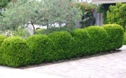 Japanese Boxwood (Buxus Microphylla) - 7 Gallon Pot -Garden Plants Boxwood Japanese Hedge 3 1
