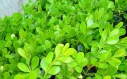 Japanese Boxwood (Buxus Microphylla) - 7 Gallon Pot -Garden Plants Boxwood Japanese Leaves Closeup 1