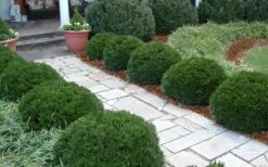 Justin Brouwers Dwarf Boxwood - 1 Gallon Pot -Garden Plants Boxwood Justin Brouwers In Landscape