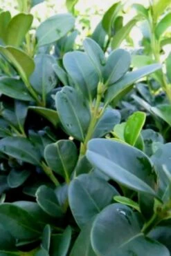 Shadow Sentry Pyramidal Boxwood - 3 Gallon Pot 9 Shadow Sentry Pyramidal Boxwood - 3 Gallon Pot -Garden Plants Boxwood Shadow Sentry 1