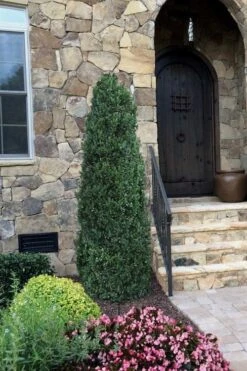 Shadow Sentry Pyramidal Boxwood - 3 Gallon Pot 8 Shadow Sentry Pyramidal Boxwood - 3 Gallon Pot -Garden Plants Boxwood Shadow Sentry 3