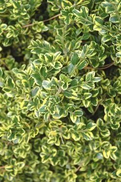 Sunburst Variegated Korean Boxwood - 1 Gallon Pot -Garden Plants Boxwood Sunburst 2