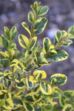 Sunburst Variegated Korean Boxwood - 1 Gallon Pot -Garden Plants Boxwood Sunburst
