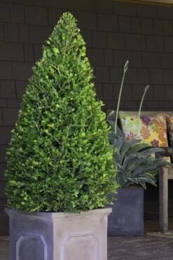 Wintergreen Boxwood - 3 Gallon Pot -Garden Plants Boxwood Wintergreen 11 2