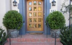 Wintergreen Boxwood - 6 Pack Of 1 Gallon Pots -Garden Plants Boxwood Wintergreen 12