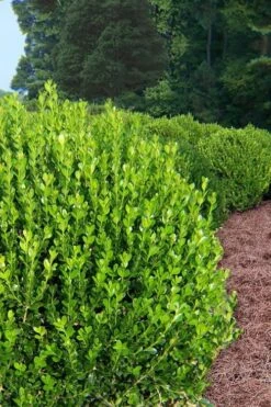 Wintergreen Boxwood - 3 Gallon Pot -Garden Plants Boxwood Wintergreen 500x750 3