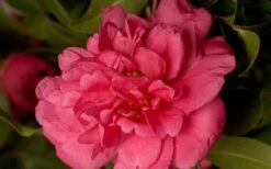 Alabama Beauty Camellia Sasanqua - 2 Gallon Pot 7 Alabama Beauty Camellia Sasanqua - 2 Gallon Pot -Garden Plants Camellia Alabama Beauty 50