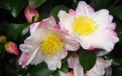 Apple Blossom Camellia Sasanqua - 3 Gallon Pot -Garden Plants Camellia Apple Blossom 1 1