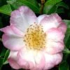 Apple Blossom Camellia Sasanqua - 3 Gallon Pot