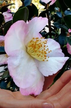 Apple Blossom Camellia Sasanqua - 3 Gallon Pot -Garden Plants Camellia Apple Blossom 6 1