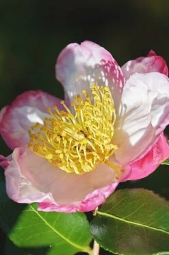 Apple Blossom Camellia Sasanqua - 1 Gallon Pot -Garden Plants Camellia Apple Blossom 7
