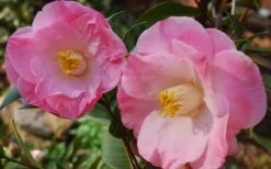 April Remembered Cold Hardy Pink Camellia Japonica - 3 Gallon Pot 7 April Remembered Cold Hardy Pink Camellia Japonica - 3 Gallon Pot -Garden Plants Camellia April Remembered 1 1