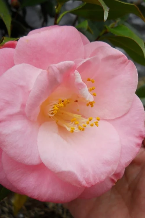 April Remembered Cold Hardy Pink Camellia Japonica - 3 Gallon Pot 1 April Remembered Cold Hardy Pink Camellia Japonica - 3 Gallon Pot