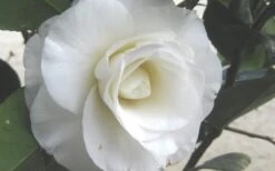 April Snow Camellia Japonica - 1 Gallon Pot 11 April Snow Camellia Japonica - 1 Gallon Pot -Garden Plants Camellia April Snow 1