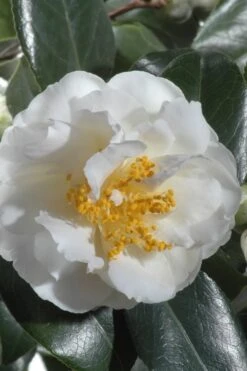April Snow Camellia Japonica - 1 Gallon Pot 9 April Snow Camellia Japonica - 1 Gallon Pot -Garden Plants Camellia April Snow 13