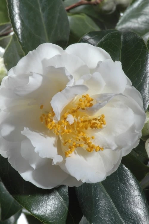 April Snow Camellia Japonica - 1 Gallon Pot 4 April Snow Camellia Japonica - 1 Gallon Pot - Image 4