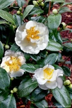 April Snow Camellia Japonica - 1 Gallon Pot 10 April Snow Camellia Japonica - 1 Gallon Pot -Garden Plants Camellia April Snow 14