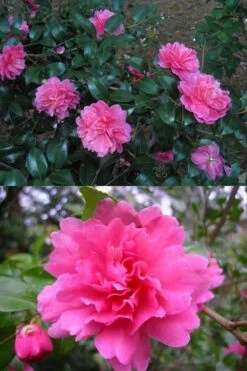 Autumn Spirit Camellia - Hybrid - 1 Gallon Pot -Garden Plants Camellia April Spirit 3
