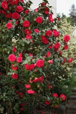 April Tryst Camellia Japonica - 7 Gallon Pot (3-4') -Garden Plants Camellia April Tryst 2