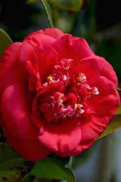 April Tryst Camellia Japonica - 2 Gallon Pot 9 April Tryst Camellia Japonica - 2 Gallon Pot -Garden Plants Camellia April Tryst 3 1