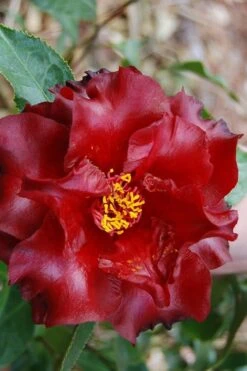 Black Magic Camellia Japonica - 3 Gallon Pot -Garden Plants Camellia Black Magic 2 1