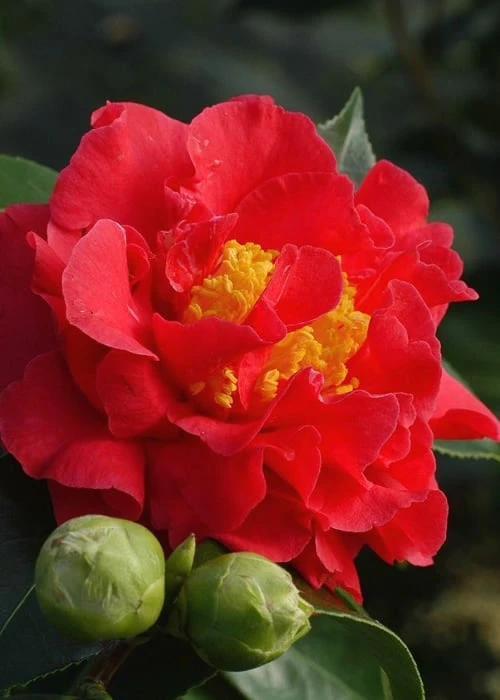 Blood Of China Fragrant Red Camellia Japonica - 1 Gallon Pot 1 Blood Of China Fragrant Red Camellia Japonica - 1 Gallon Pot