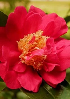 Blood Of China Fragrant Red Camellia Japonica - 1 Gallon Pot 7 Blood Of China Fragrant Red Camellia Japonica - 1 Gallon Pot -Garden Plants Camellia Blood Of China 3