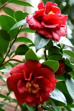 Bob Hope Camellia Japonica - 3 Gallon Pot -Garden Plants Camellia Bob Hope 3