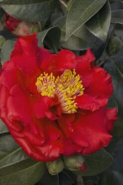 Bob Hope Camellia Japonica - 3 Gallon Pot -Garden Plants Camellia Bob Hope 5